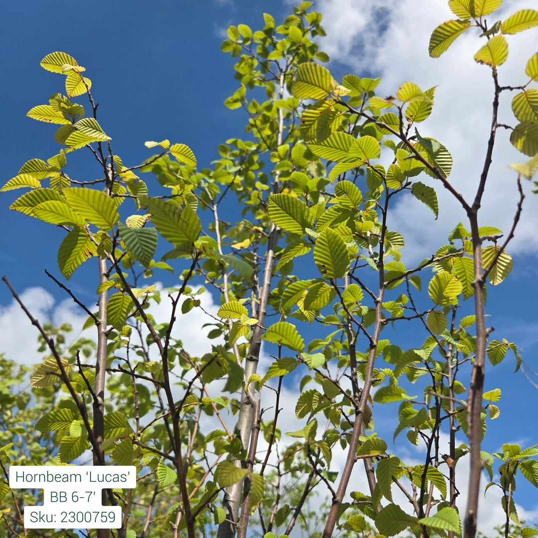Lucas Hornbeam Tree, B&B 6-7ft