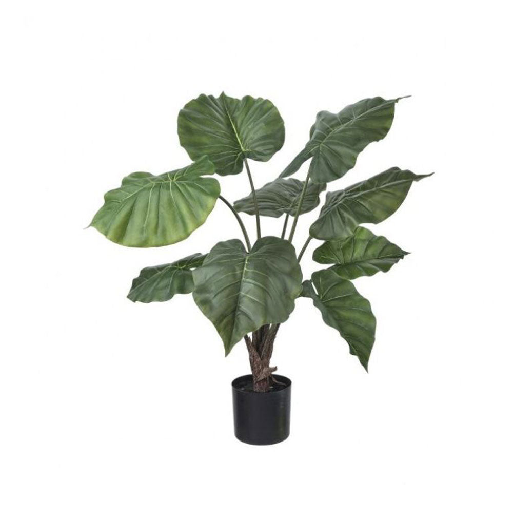 Regency, Potted Heart Alocasia Plant, x9, 28"