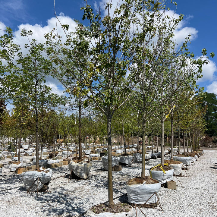 Summer Sensation Maple Tree, B&B 2.5" Caliper