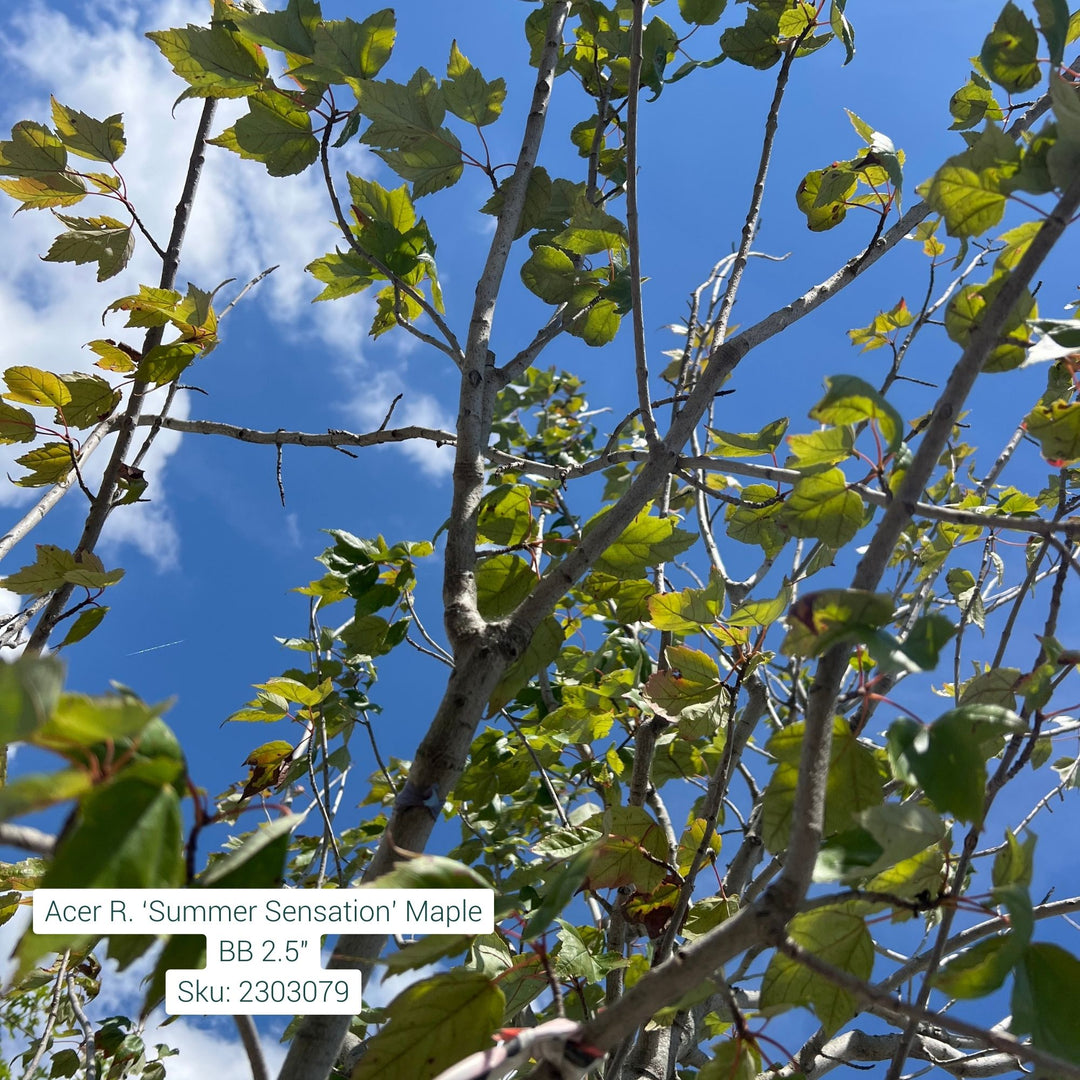 Summer Sensation Maple Tree, B&B 2.5" Caliper