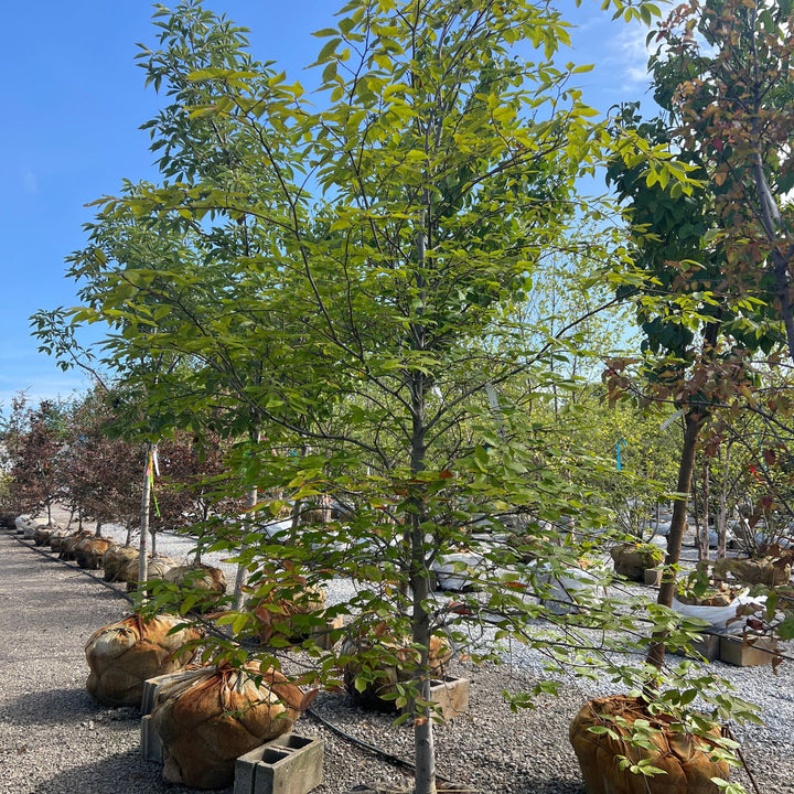 American Beech Tree, B&B 2" Caliper