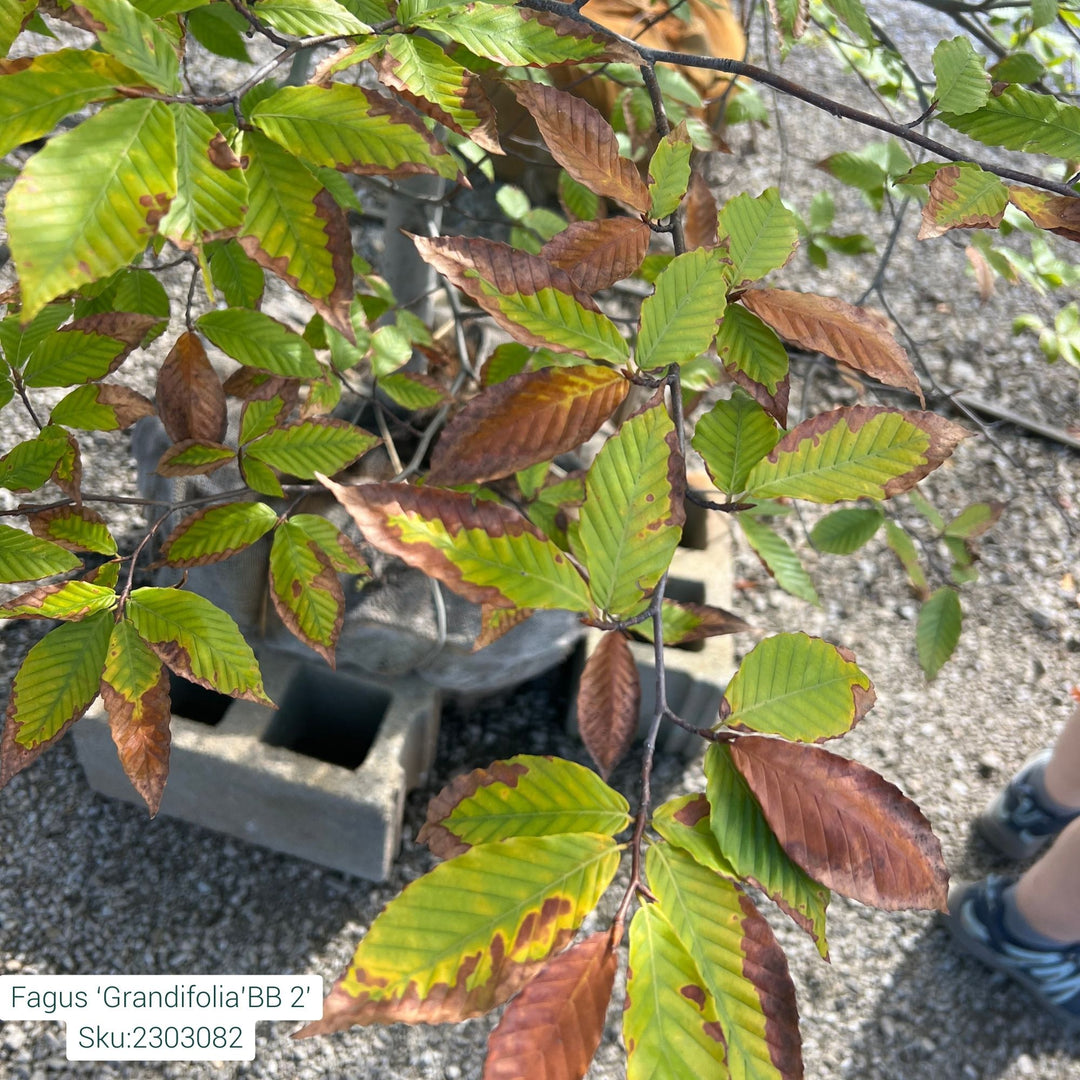 American Beech Tree, B&B 2" Caliper