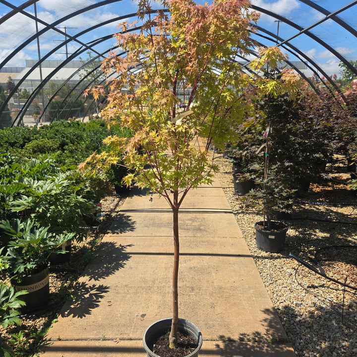 Sango Kaku Japanese Maple, 5 Gal.