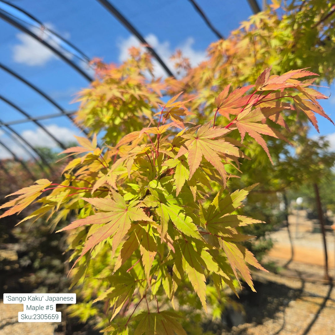 Sango Kaku Japanese Maple, 5 Gal.