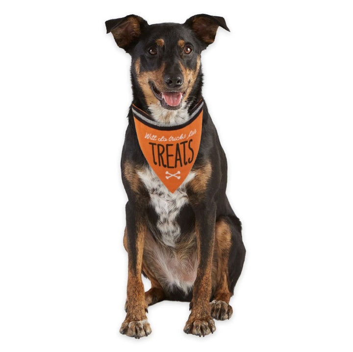 Design Imports, Howl-Oween Bandanas, Assorted and Sold Separately