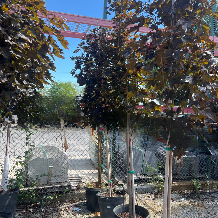 Maple Norway Crimson King Tree, 15 Gal.