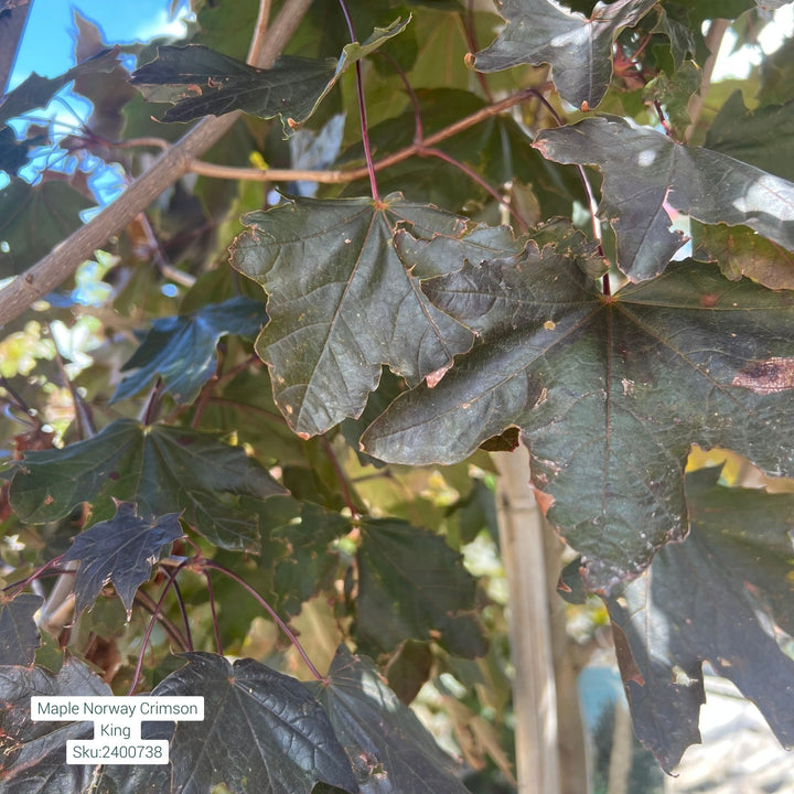 Maple Norway Crimson King Tree, 15 Gal.