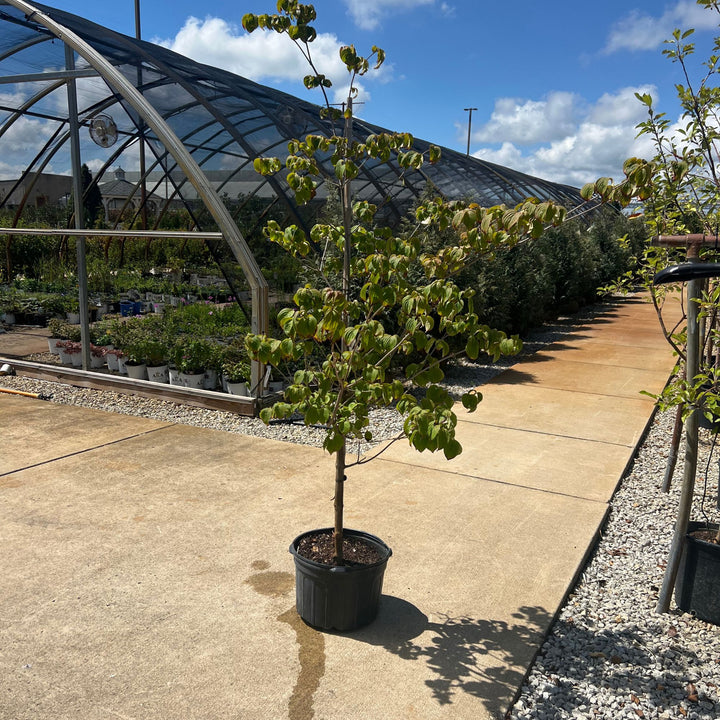 Satomi Dogwood Kousa Tree, 7 Gal.