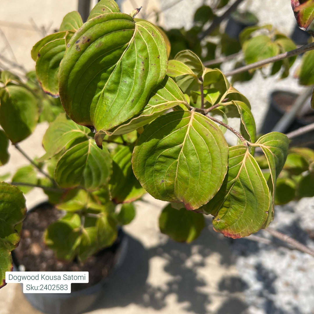 Satomi Dogwood Kousa Tree, 7 Gal.
