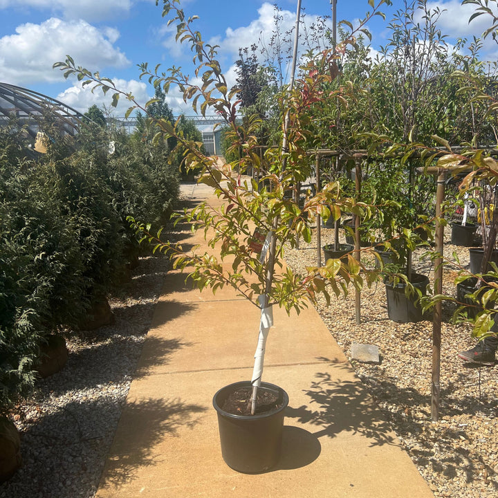 Santa Rosa Plum Tree, 7 Gal.