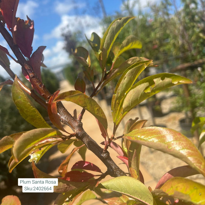 Santa Rosa Plum Tree, 7 Gal.