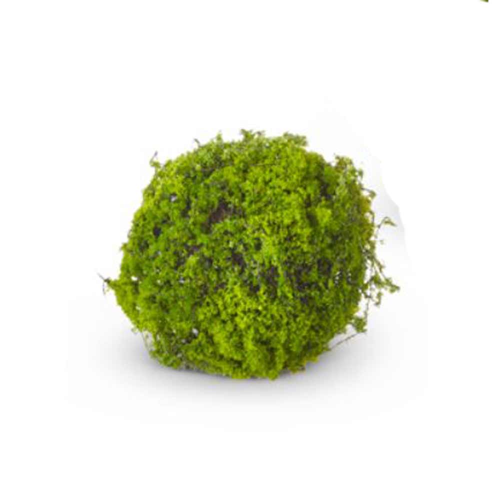 RAZ, Moss Ball, Various Sizes