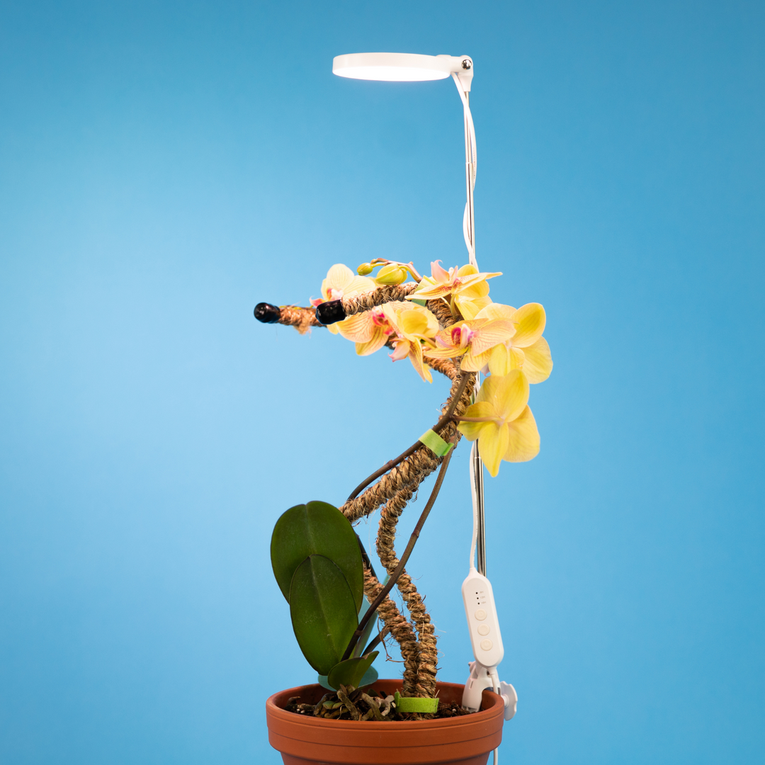 Mossify, Adjustable LED Plant Light