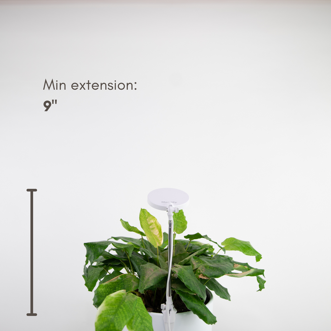 Mossify, Adjustable LED Plant Light