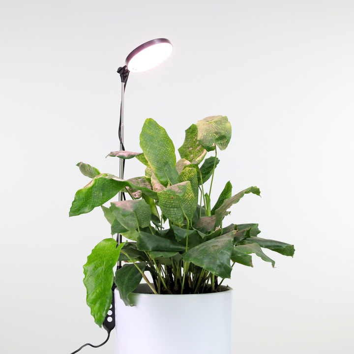 Mossify, Adjustable LED Plant Light