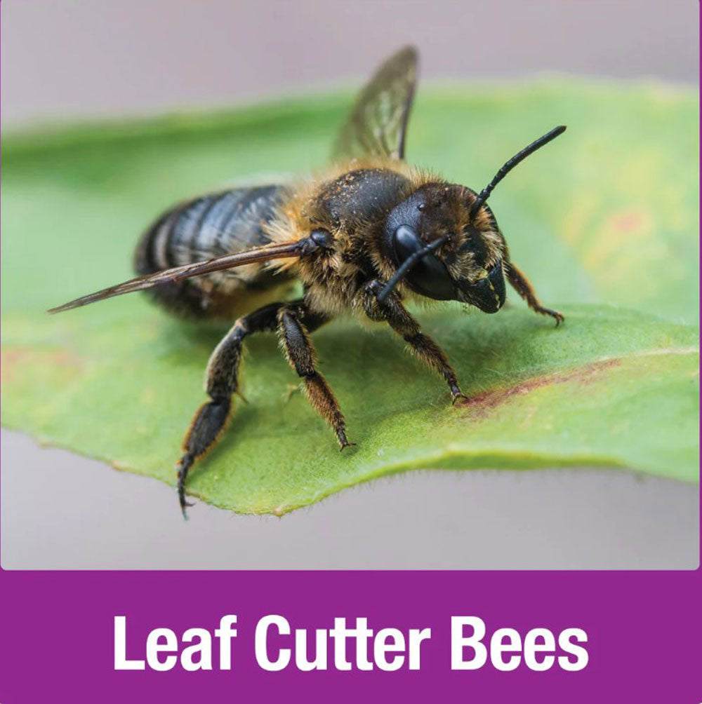 Nature's Way, Large Bee House