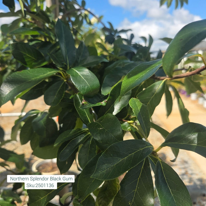 Northern Splendor Black Gum Tree, 10 Gal.
