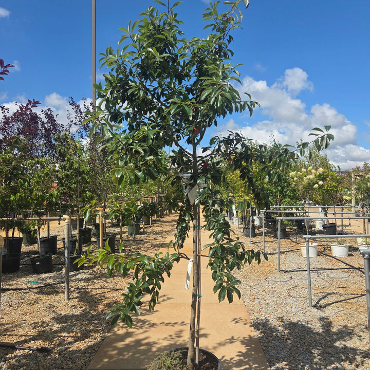 Northern Splendor Black Gum Tree, 10 Gal.