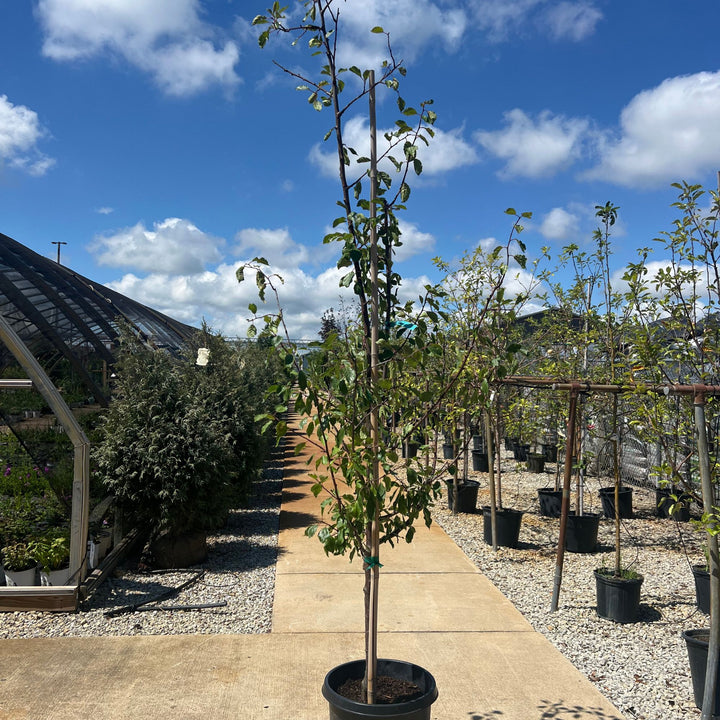 Stanley Plum Tree, 10 Gal.