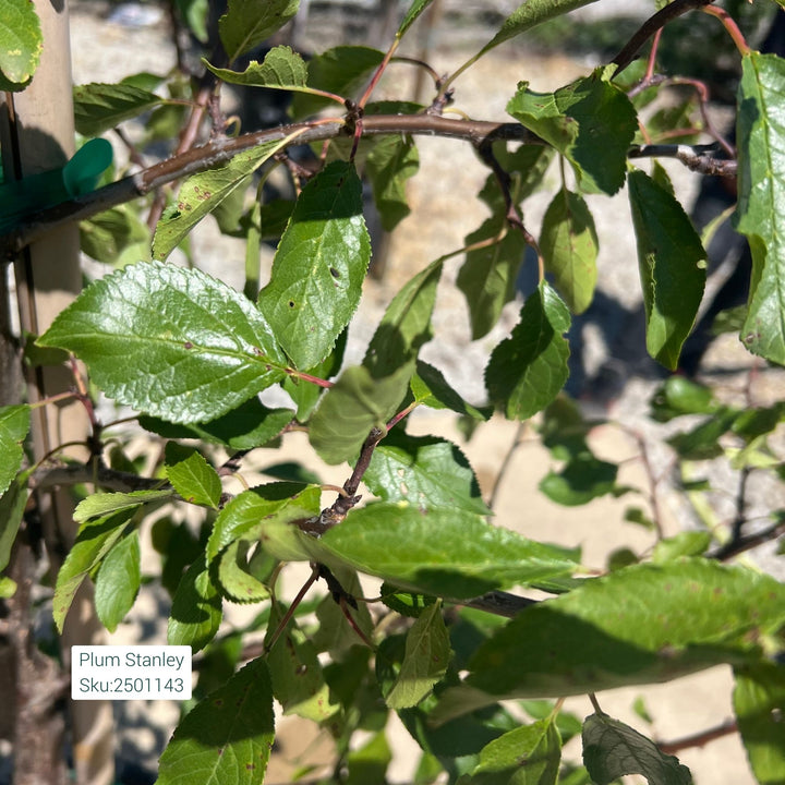 Stanley Plum Tree, 10 Gal.