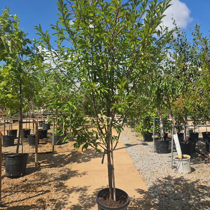 Plum Toka Tree, 10 Gal.