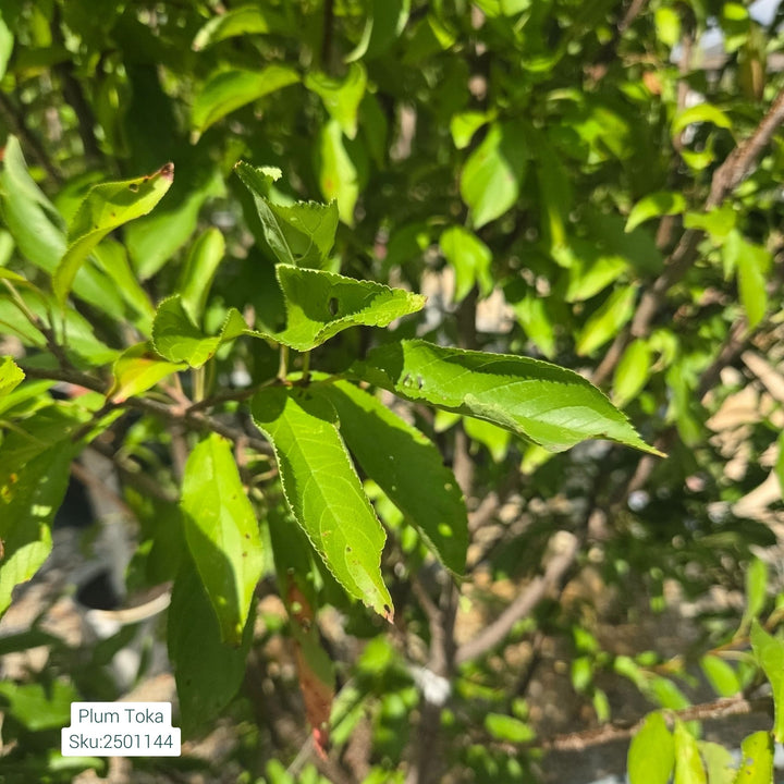 Plum Toka Tree, 10 Gal.