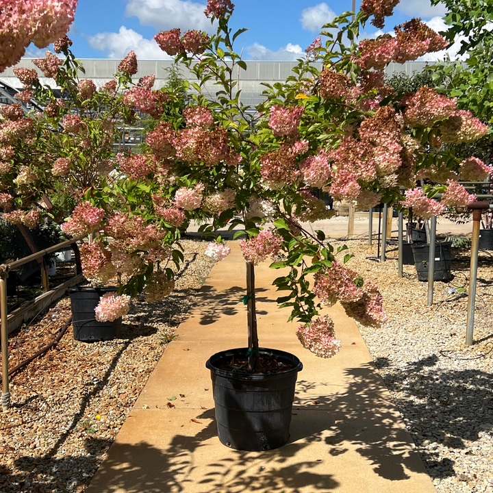 Hydrangea Vanilla Strawberry Tree, 15 Gal.