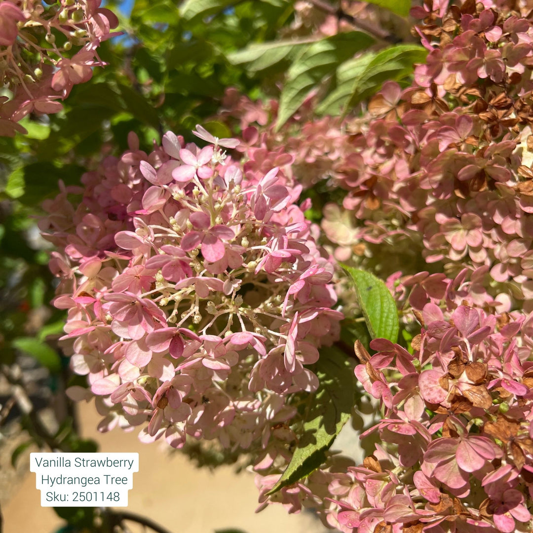 Hydrangea Vanilla Strawberry Tree, 15 Gal.