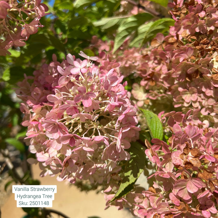 Hydrangea Vanilla Strawberry Tree, 15 Gal.