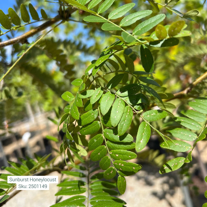 Honeylocust Sunburst Tree, 15 Gal.