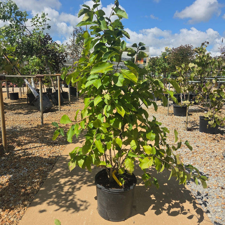Magnolia Genie Tree, 7 Gal.