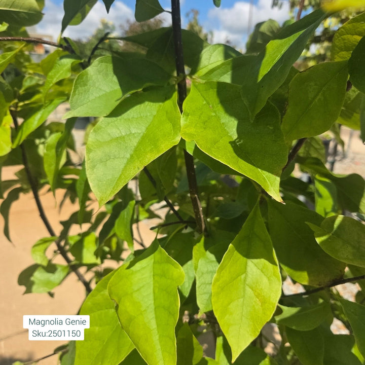Magnolia Genie Tree, 7 Gal.