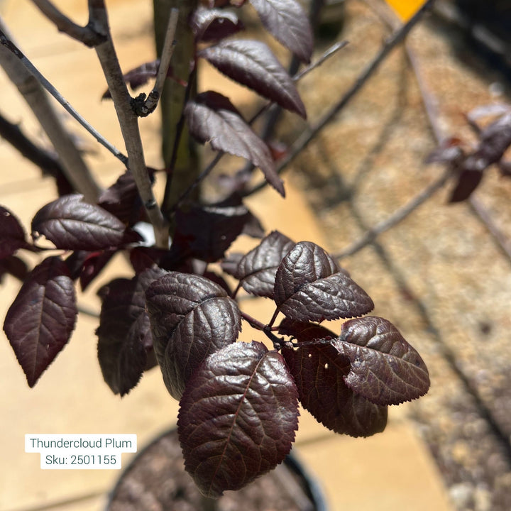 Thundercloud Purple Leaf Plum, 10 Gal.