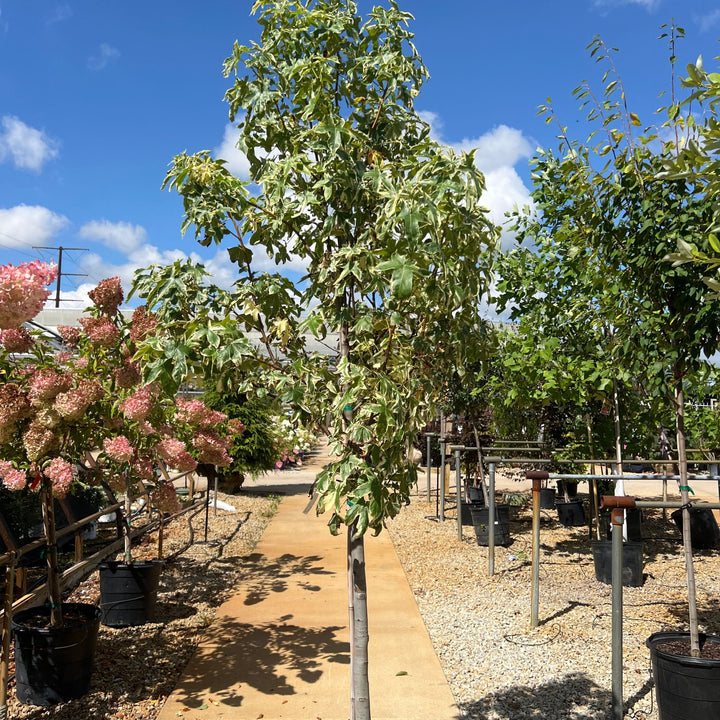 Sweet Gum Silver King Tree, 15 Gal.