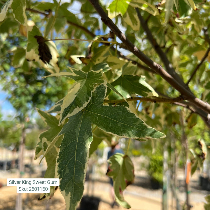 Sweet Gum Silver King Tree, 15 Gal.