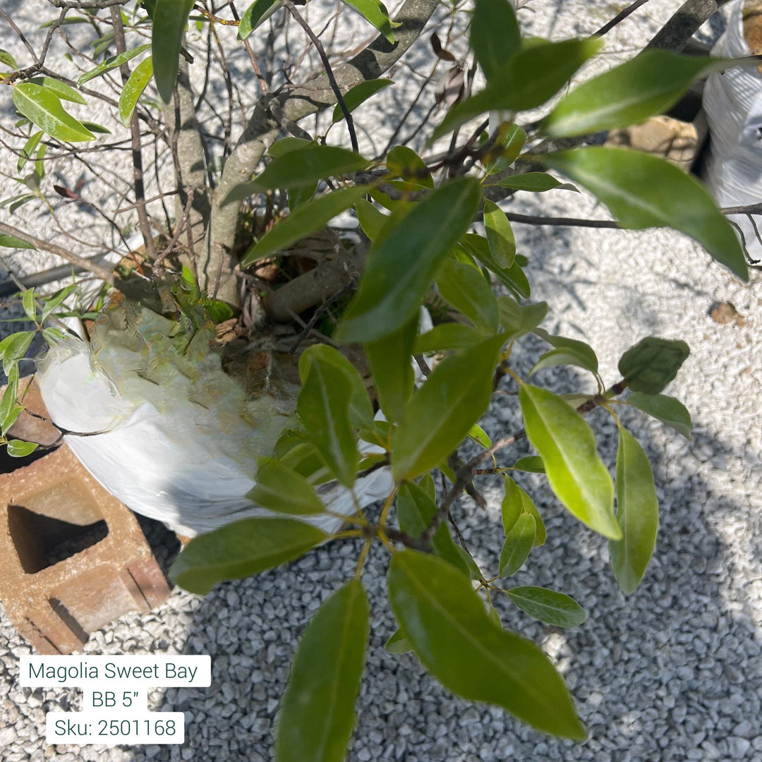 Sweet Bay Magnolia Tree, B&B 5ft