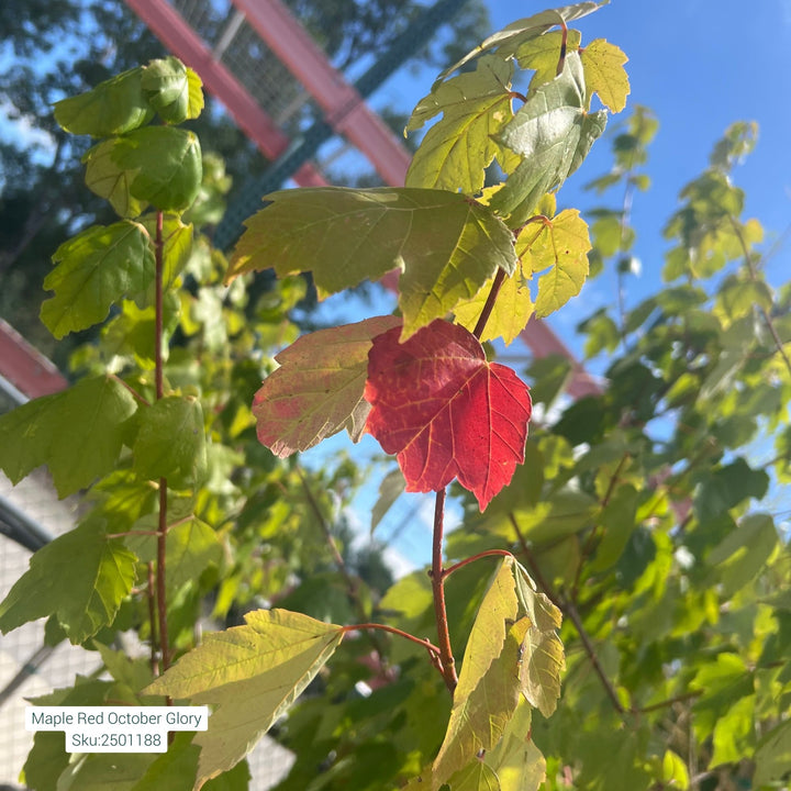 October Glory Red Maple Tree, 7 Gal.