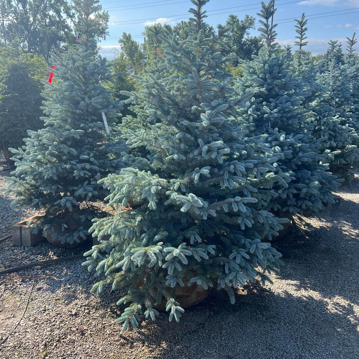Colorado Spruce Fat Albert, B&B 4-5ft
