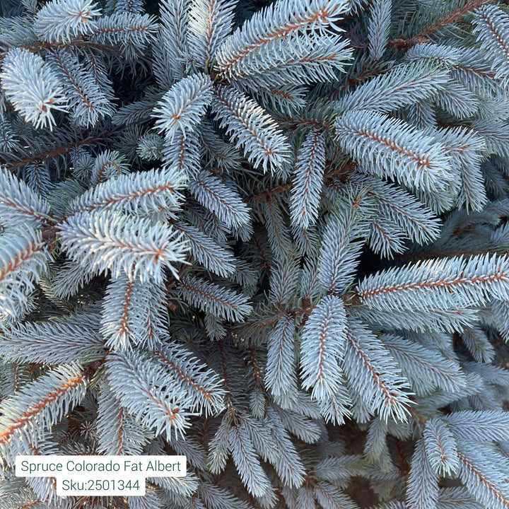 Colorado Spruce Fat Albert, B&B 4-5ft