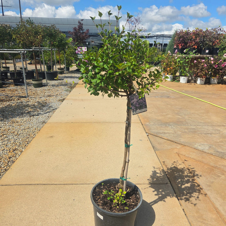Dwarf Korean Lilac Tree, 6 Gal.