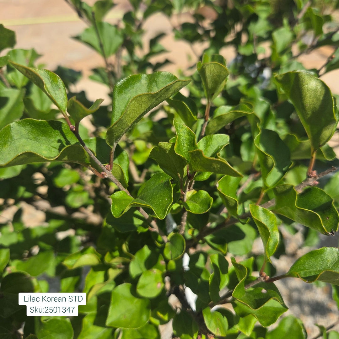 Dwarf Korean Lilac Tree, 6 Gal.
