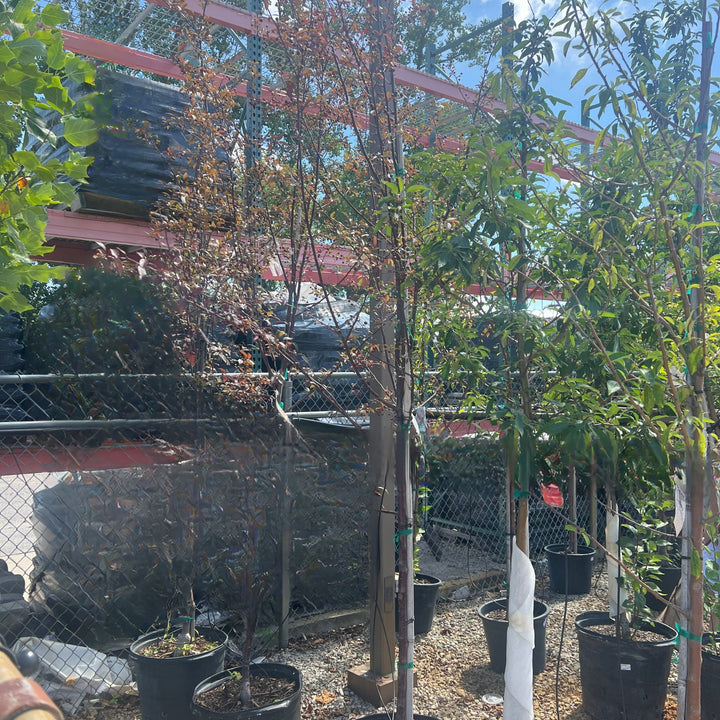 Royal Raindrops Crabapple Tree, 15 Gal.