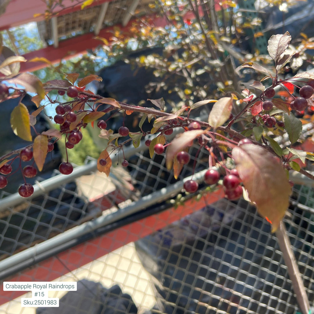 Royal Raindrops Crabapple Tree, 15 Gal.