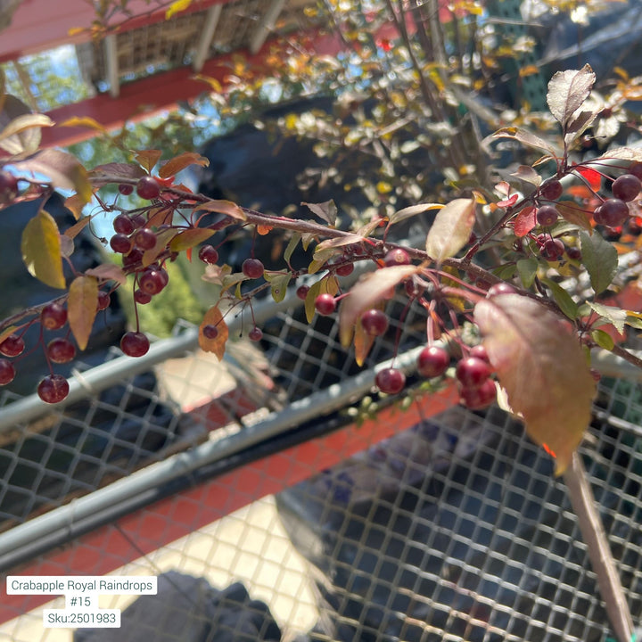 Royal Raindrops Crabapple Tree, 15 Gal.
