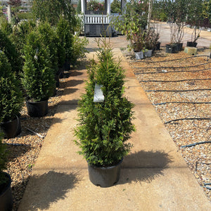 Arborvitae Junior Giant, 6 Gal.