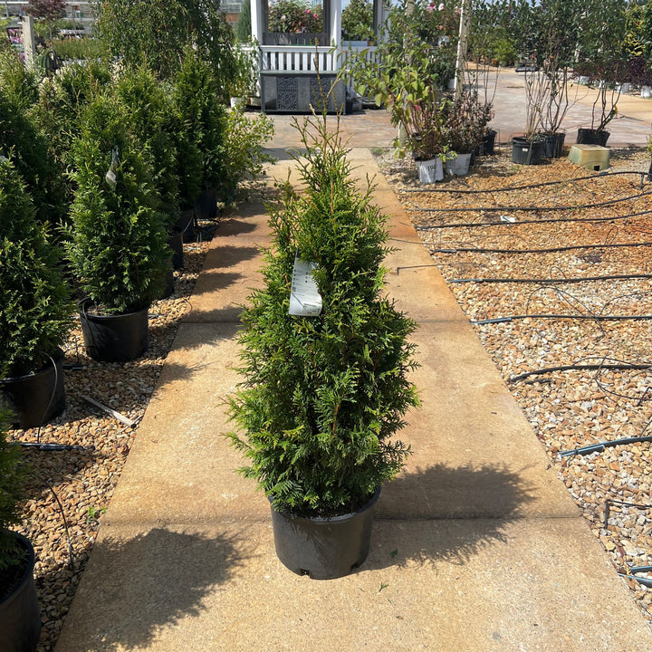 Arborvitae Junior Giant, 6 Gal.