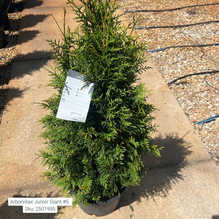 Arborvitae Junior Giant, 6 Gal.