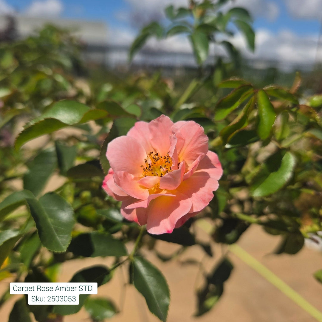 Flower Carpet® Amber Rose, 5 Gal.