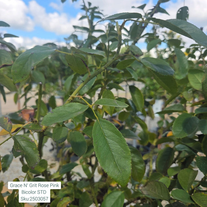 Grace N' Grit™ Pink BiColor Shrub Rose, 5 Gal.