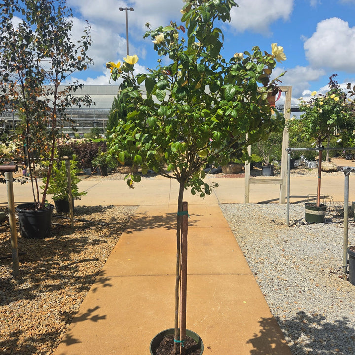 Grace N' Grit™ Yellow Shrub Rose, 5 Gal